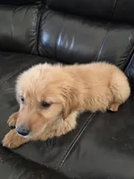 AKC Chloe's Girl - Text 520-254-7407 , a male Golden Retriever for sale in Casa Grande, AZ – 4 of 8