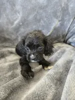 AKC Dora's Black Girl, White Nose, TEXT 520-254-7407, a female Cocker Spaniel for sale in Casa Grande, AZ – 4 of 10