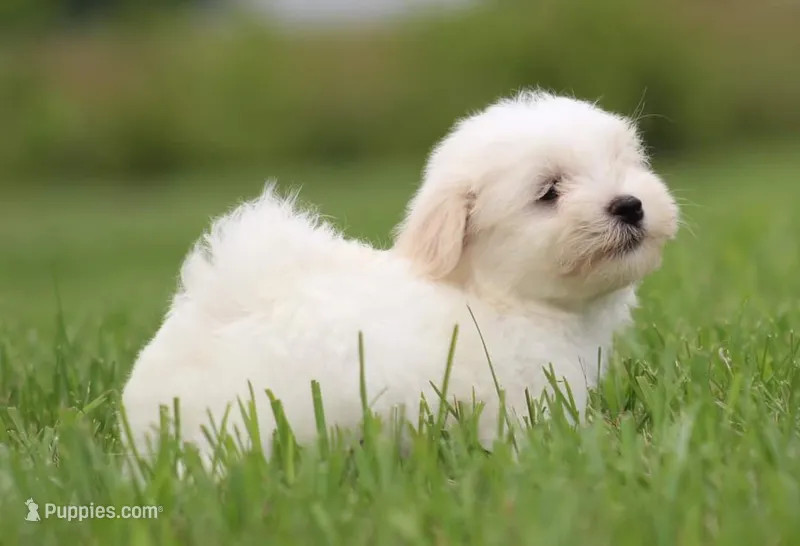 AKC Male – Havanese puppy for sale in Casa Grande, AZ