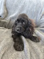 AKC Dora's Black Boy, Text 520-254-7407 , a male Cocker Spaniel for sale in Casa Grande, AZ – 3 of 10