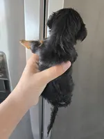 AKC Female - TEXT 520-254-7407 , a female Yorkshire Terrier for sale in Casa Grande, AZ – 7 of 9