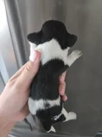 AKC Pepper's Black & White Male, TEXT 520-254-7407 , a male Dachshund for sale in Casa Grande, AZ – 5 of 7