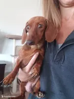 AKC Long Haired Girl - TEXT 520-254-7407 , a female Dachshund for sale in Casa Grande, AZ – 8 of 9