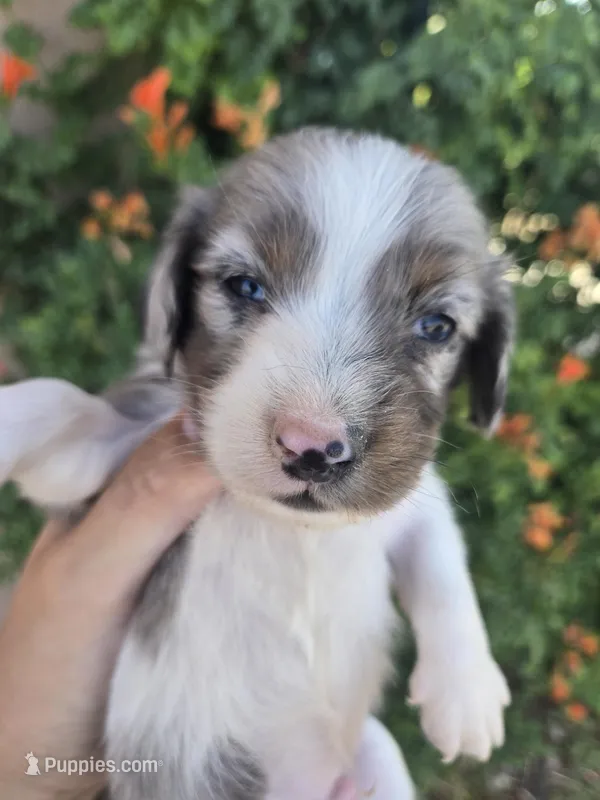 AKC Brittney's Boy – Dachshund puppy for sale in Casa Grande, AZ