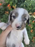 AKC Brittney's Boy, a male Dachshund for sale in Casa Grande, AZ – Photo 6 of 8