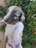 AKC Brittney's Boy, a male Dachshund for sale in Casa Grande, AZ – Photo 8 of 8