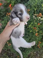 AKC Brittney's Boy, a male Dachshund for sale in Casa Grande, AZ – Photo 4 of 8