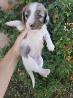 AKC Brittney's Boy, a male Dachshund for sale in Casa Grande, AZ – Photo 3 of 8