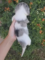 AKC Brittney's Boy, a male Dachshund for sale in Casa Grande, AZ – Photo 2 of 8