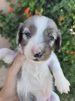 AKC Brittney's Boy, a male Dachshund for sale in Casa Grande, AZ – Photo 7 of 8