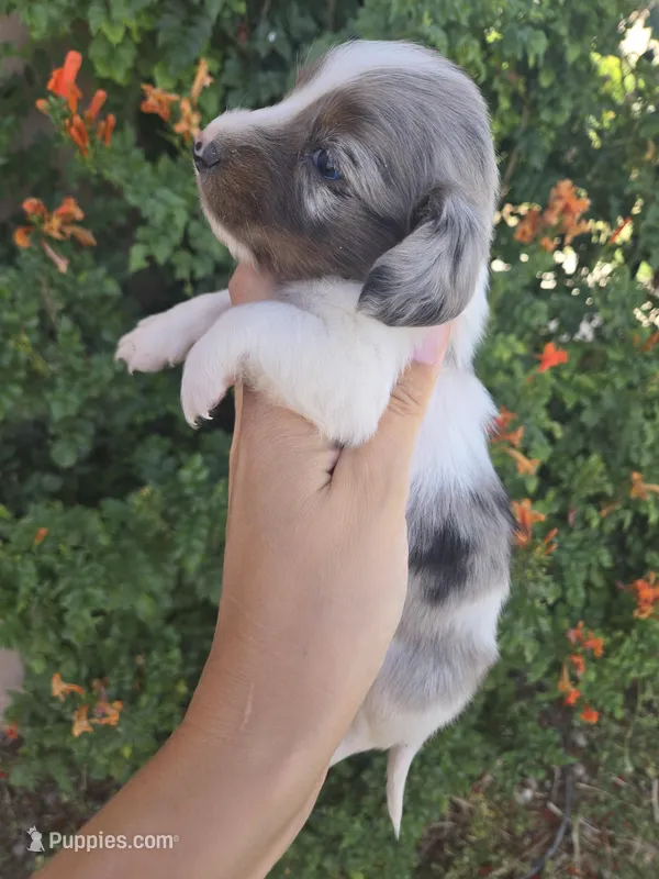 AKC Brittney's Boy – Dachshund puppy for sale in Casa Grande, AZ