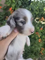 AKC Brittney's Boy, a male Dachshund for sale in Casa Grande, AZ – Photo 5 of 8