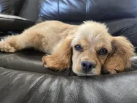 AKC Katelyn's Darker Buff Girl, a female Cocker Spaniel for sale in Casa Grande, AZ – 10 of 10