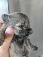 AKC Parents - Yorkie/Pomeranian Mix - TEXT 520-254-7407 , a female Pomeranian and Yorkshire Terrier for sale in Casa Grande, AZ – 4 of 9