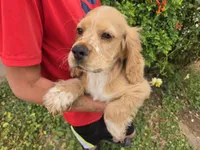 AKC Bella's Boy , a female Cocker Spaniel for sale in Casa Grande, AZ – 9 of 10