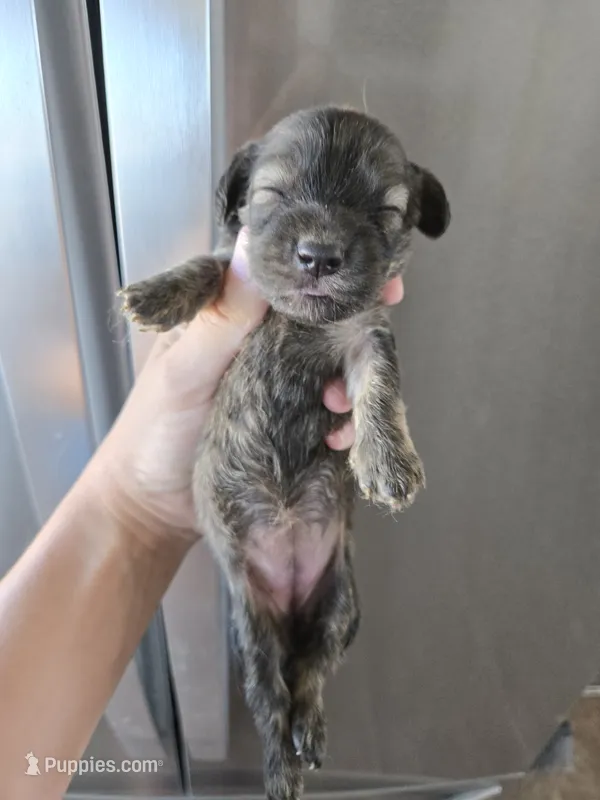 AKC Female – Dachshund puppy for sale in Casa Grande, AZ