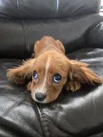 AKC Ruby Male - TEXT 520-254-7407 , a male Cavalier King Charles Spaniel for sale in Casa Grande, AZ – 4 of 6