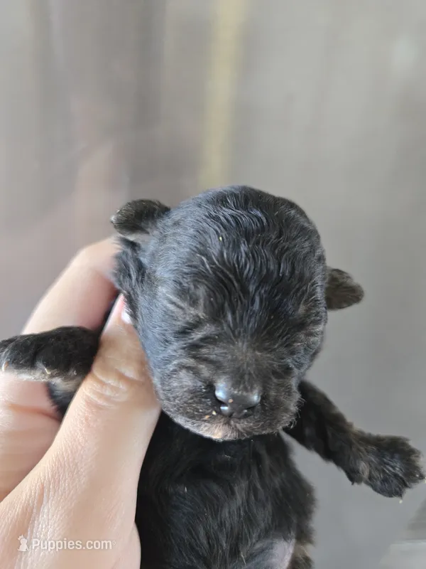 AKC Parents - Havapoo Girl – Havapoo puppy for sale in Casa Grande, AZ