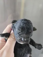 AKC Parents - Havapoo Girl, a female Havapoo for sale in Casa Grande, AZ – 1 of 10