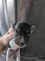 AKC Pepper's Black & White Male, TEXT 520-254-7407 , a male Dachshund for sale in Casa Grande, AZ – 6 of 7