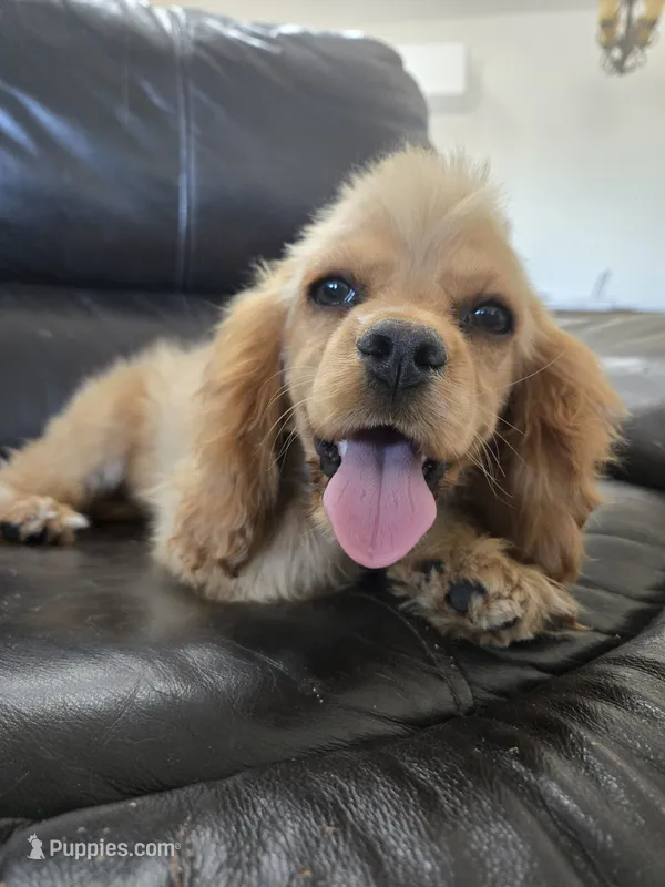 AKC Katelyn's Darker Buff Girl – Cocker Spaniel puppy for sale in Casa Grande, AZ