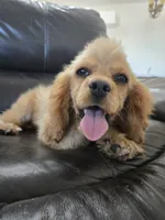 AKC Katelyn's Darker Buff Girl, a female Cocker Spaniel for sale in Casa Grande, AZ – 1 of 10