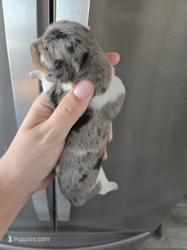 Short Hair Female - TEXT 520-254-7407  – Dachshund puppy for sale in Casa Grande, AZ
