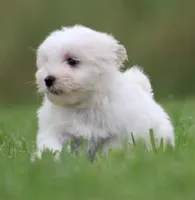 AKC Male, a male Havanese for sale in Casa Grande, AZ – 2 of 4