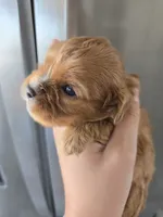 AKC Male, Text 520-254-7407 , a male Cavalier King Charles Spaniel for sale in Casa Grande, AZ – 5 of 10