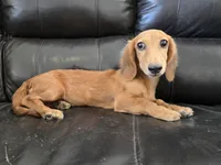 AKC Brittney's Boy, TEXT 520-254-7407, a male Dachshund for sale in Casa Grande, AZ – 4 of 8