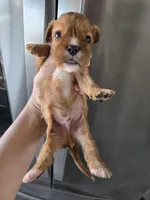 AKC Male, Text 520-254-7407 , a male Cavalier King Charles Spaniel for sale in Casa Grande, AZ – 4 of 10