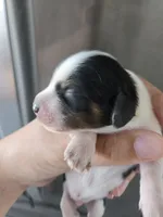 Short Hair Boy - TEXT 520-254-7407 , a male Dachshund for sale in Casa Grande, AZ – 6 of 8