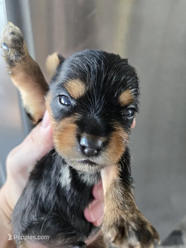 AKC Male Yorkie, White Chest - TEXT 520-254-7407  – Yorkshire Terrier puppy for sale in Casa Grande, AZ