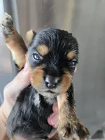AKC Male Yorkie, White Chest - TEXT 520-254-7407 , a male Yorkshire Terrier for sale in Casa Grande, AZ – 1 of 10