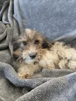 AKC Daisy's Bicolor Boy, TEXT 520-254-7407, a male Havanese for sale in Casa Grande, AZ – 5 of 10