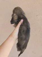 AKC Star's Brindle Female, TEXT 520-254-7407, a female Dachshund for sale in Casa Grande, AZ – 6 of 8