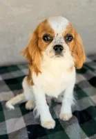 AKC Tucker, a male Cavalier King Charles Spaniel for sale in Casa Grande, AZ – Photo 1 of 6