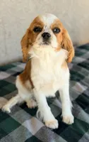 AKC Tucker, a male Cavalier King Charles Spaniel for sale in Casa Grande, AZ – Photo 2 of 6
