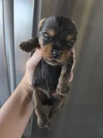 AKC Male Yorkie - TEXT 520-254-7407 , a male Yorkshire Terrier for sale in Casa Grande, AZ – 3 of 8