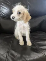 AKC Female, TEXT 520-254-7407, a female Poodle - Miniature  for sale in Casa Grande, AZ – 3 of 9