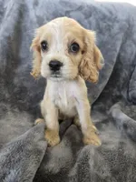 AKC Dora's Buff Girl, TEXT 520-254-7407, a female Cocker Spaniel for sale in Casa Grande, AZ – 2 of 10