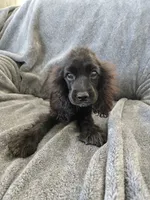 AKC Dora's Black Boy, Text 520-254-7407 , a male Cocker Spaniel for sale in Casa Grande, AZ – 5 of 10