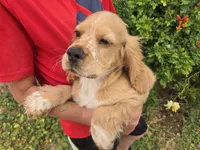 AKC Bella's Boy , a female Cocker Spaniel for sale in Casa Grande, AZ – 8 of 10