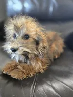Daisy's Boy, TEXT 520-254-7407, a male Havanese for sale in Casa Grande, AZ – 8 of 10