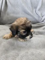 AKC Skye's Boy 3, TEXT 520-254-7407 , a male Havanese for sale in Casa Grande, AZ – 7 of 10