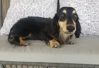 AKC Red Female, TEXT 520-254-7407, a female Dachshund for sale in Casa Grande, AZ – 9 of 10