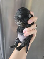 AKC Parents - Havapoo Girl, a female Havapoo for sale in Casa Grande, AZ – 7 of 10