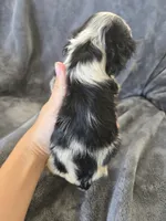 AKC Dora's Roan Girl, TEXT 520-254-7407, a female Cocker Spaniel for sale in Casa Grande, AZ – 6 of 10