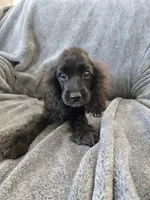 AKC Dora's Black Boy, Text 520-254-7407 , a male Cocker Spaniel for sale in Casa Grande, AZ – 7 of 10