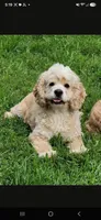 AKC Rosey's White Tri-Color Boy, TEXT 520-254-7407 , a male Cocker Spaniel for sale in Casa Grande, AZ – 7 of 7